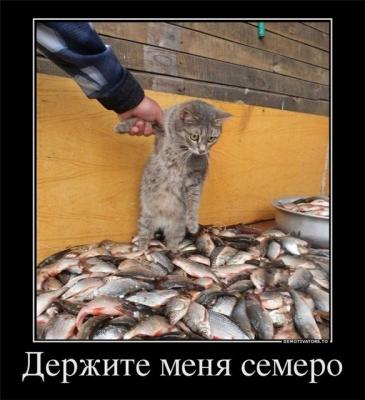 Прикрепленное изображение: catFish.jpg